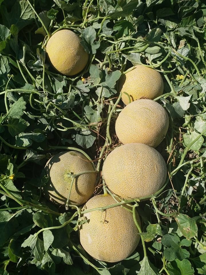 Gediz Melon Uprawiany W Polsce Yuksel Tohum (1)