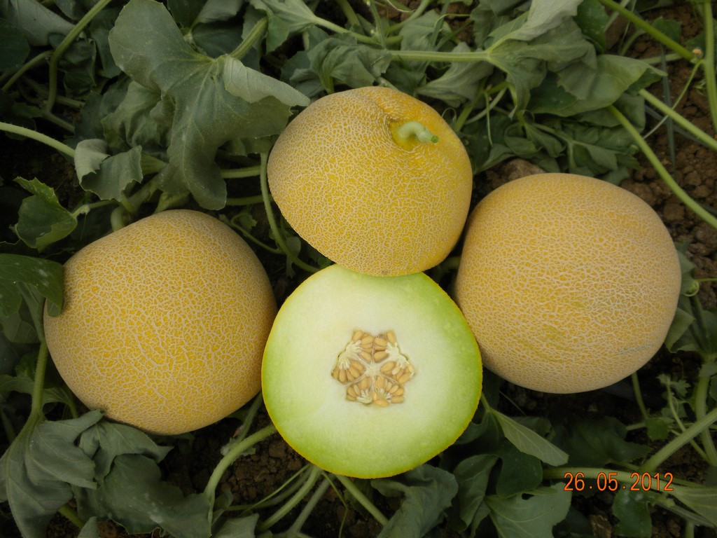 Gediz Melon Uprawiany W Polsce Yuksel Tohum (3)