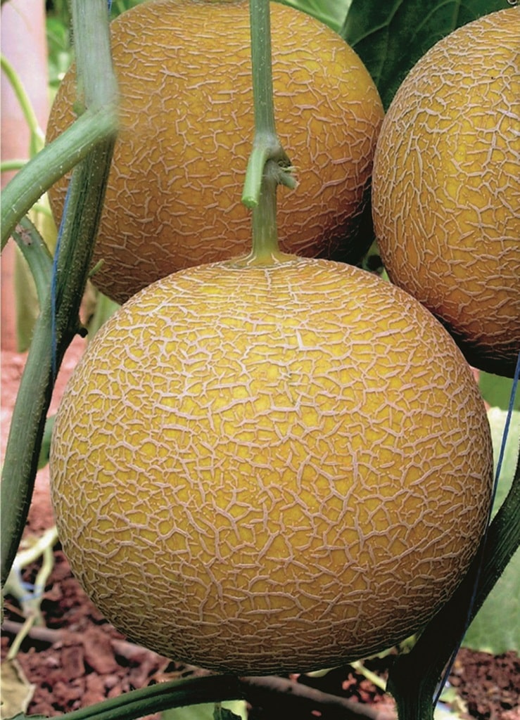 Gediz Melon Uprawiany W Polsce Yuksel Tohum (4)