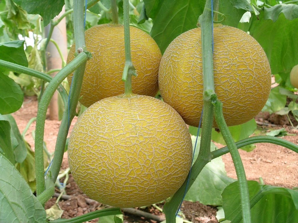 Gediz Melon Uprawiany W Polsce Yuksel Tohum (5)