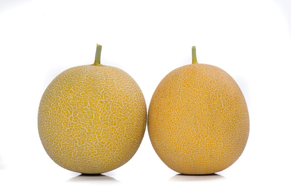 Gediz Melon Uprawiany W Polsce Yuksel Tohum (6)