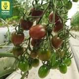 Może być zdjęciem przedstawiającym pomidor i na świeżym powietrzu