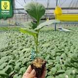 Może być zdjęciem przedstawiającym na świeżym powietrzu i tekst „YÜKSEL® TOHUM”