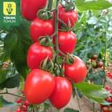 Może być zdjęciem przedstawiającym pomidor, na świeżym powietrzu i tekst „YÜKSEL TOHUM”