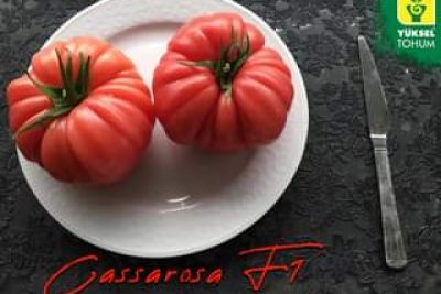 Poczuj smak lata już wiosnąSprawdź naszą flagową odmianę pomidora malinowego CAS…