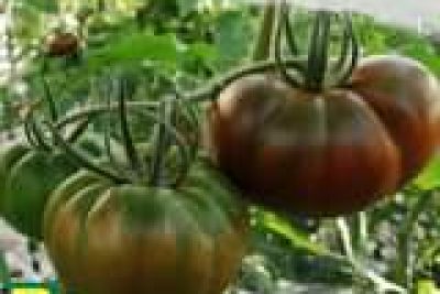 Czekoladowy pomidor to czarny koń jesieni…