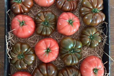 Słońce, majówka i pomidory – połączenie idealne…